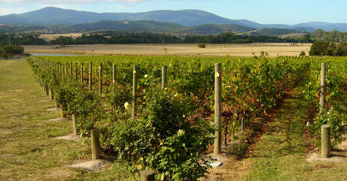 Chandon vineyard