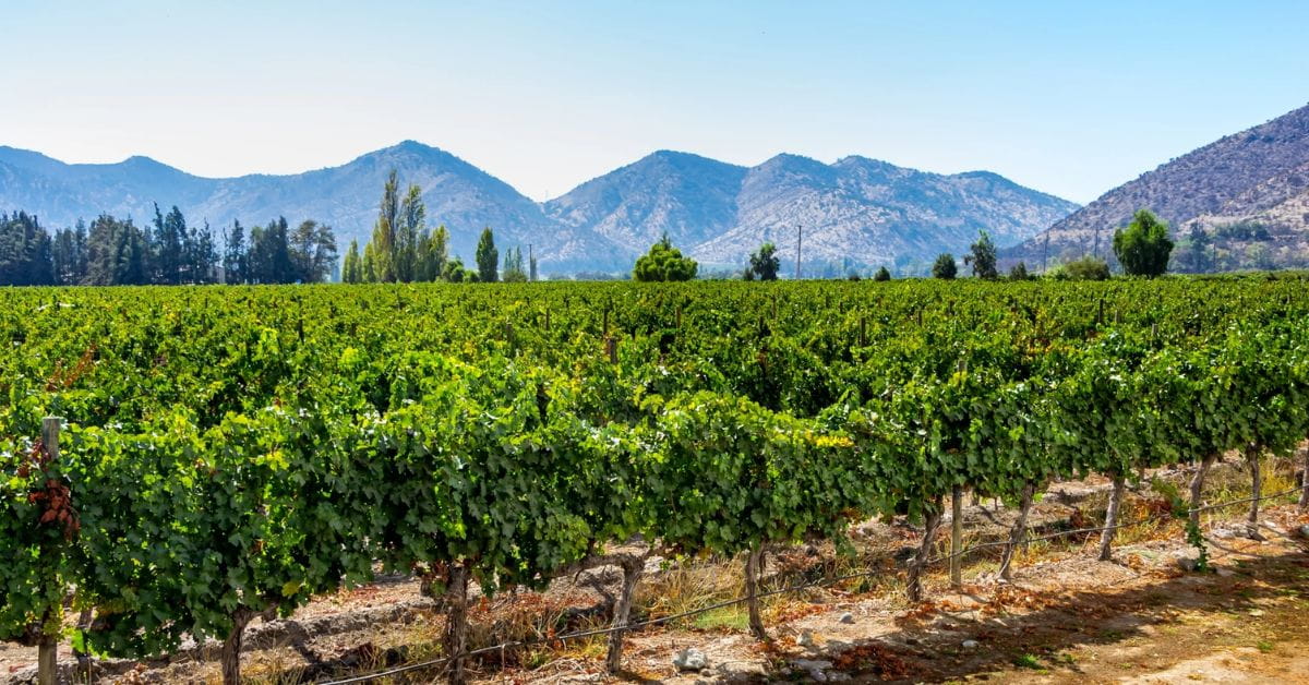 Chile Vineyard