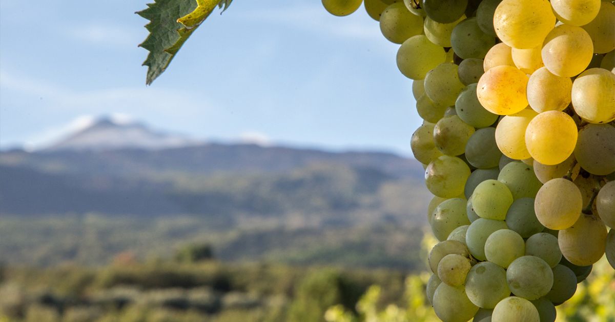 Donnafugata Grape