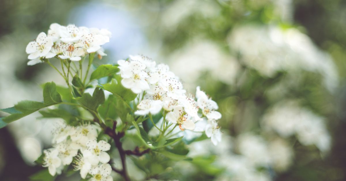Floral