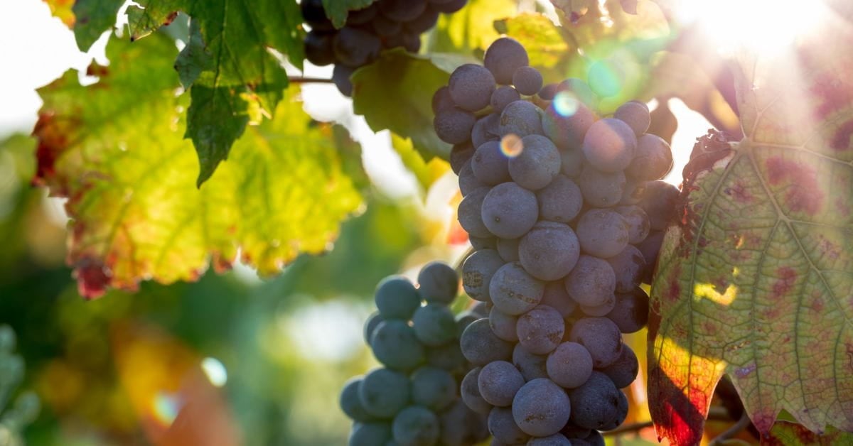 Gamay Beaujolais