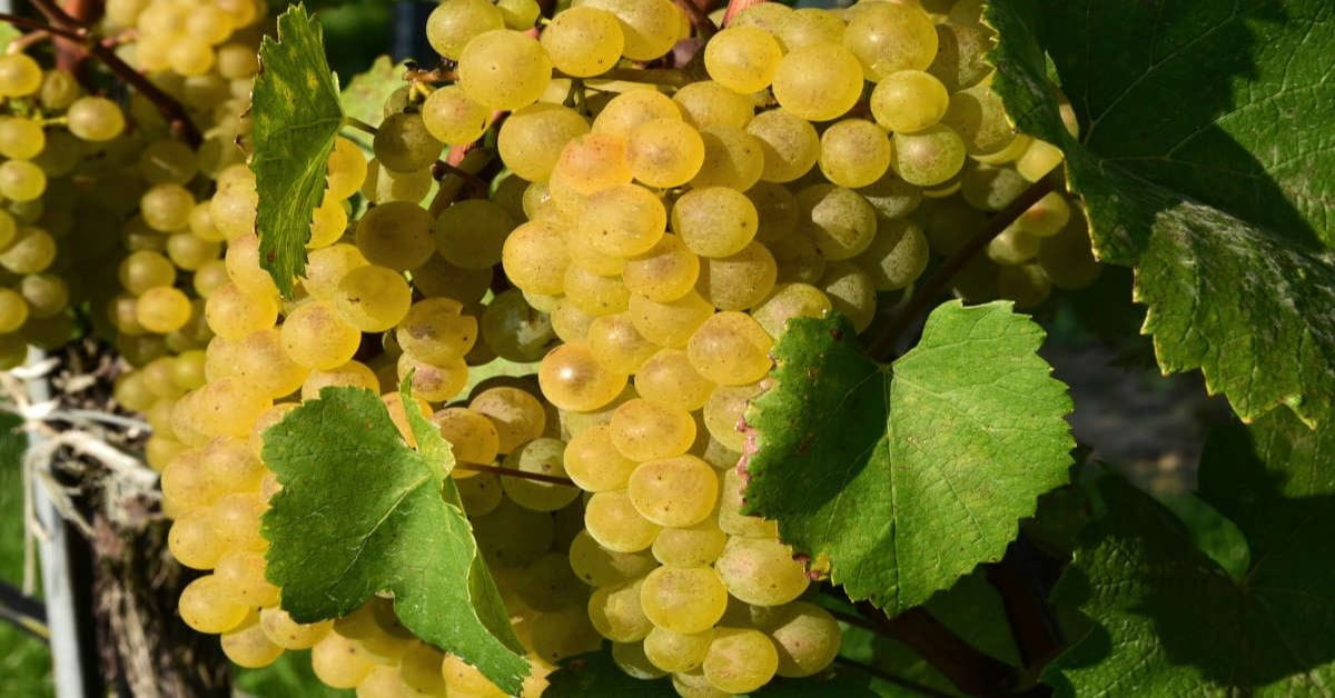 Grüner Veltliner