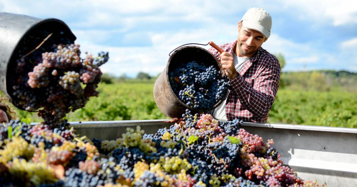 Grape Harvest