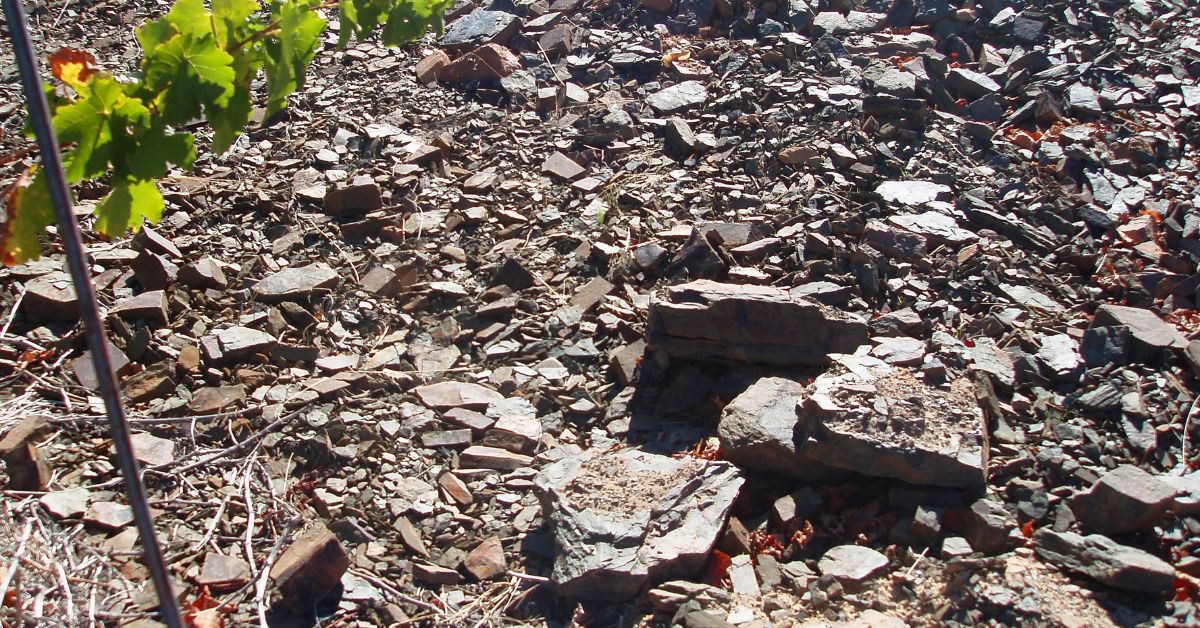Greywacke Soil