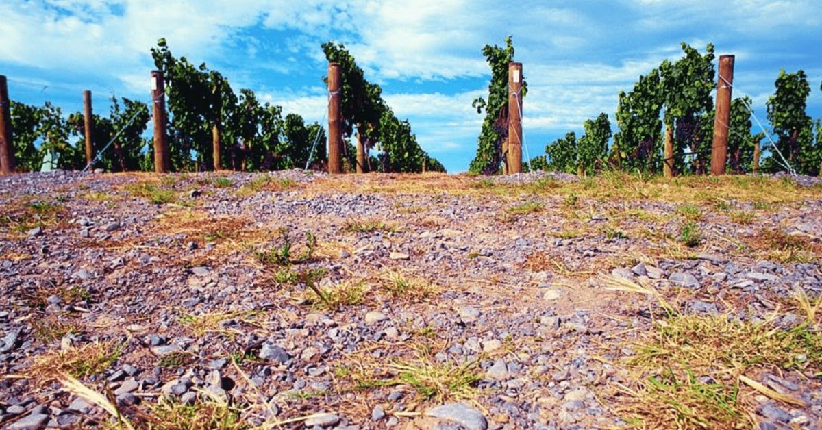 Saint-Estèphe Soil