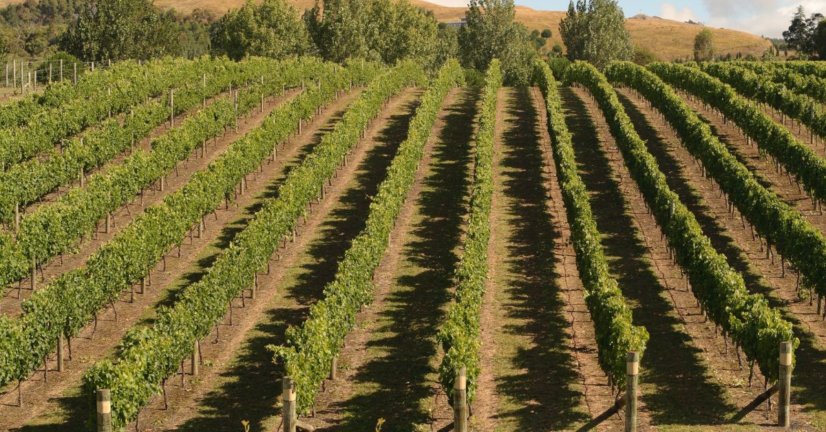 Hawke’s Bay Vineyard