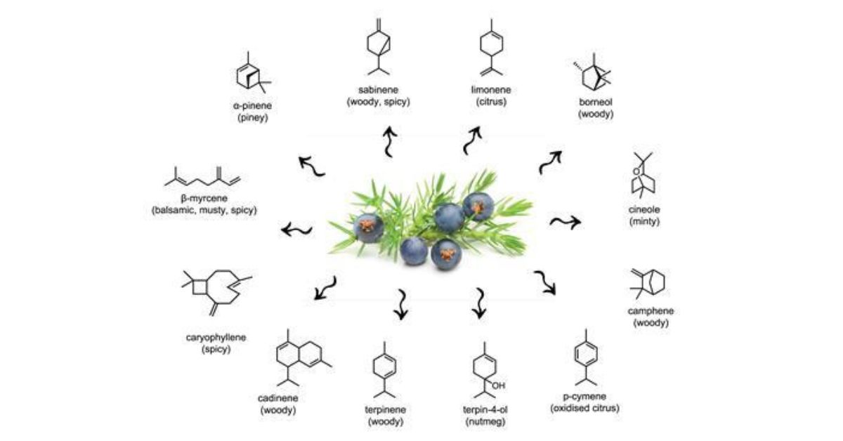 Juniper Flavor