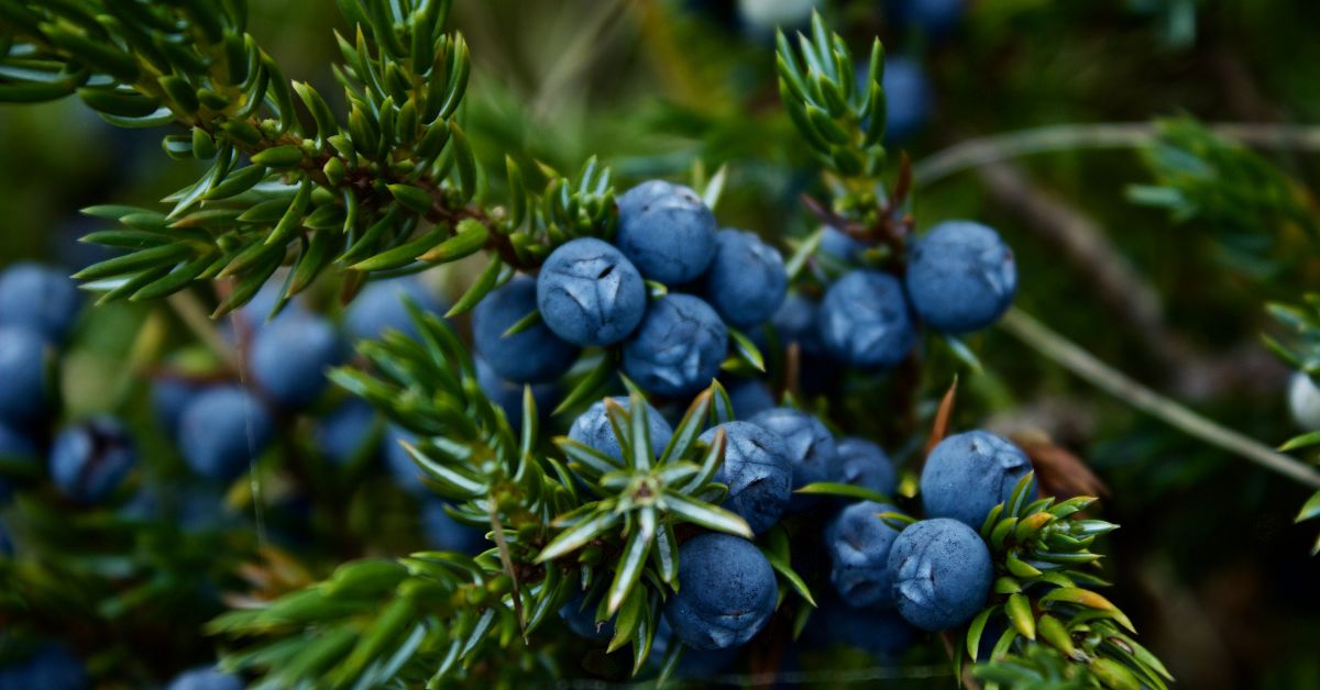 Juniper