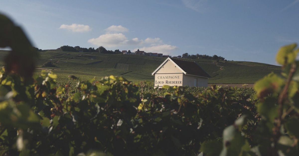 Louis Roederer Vineyard