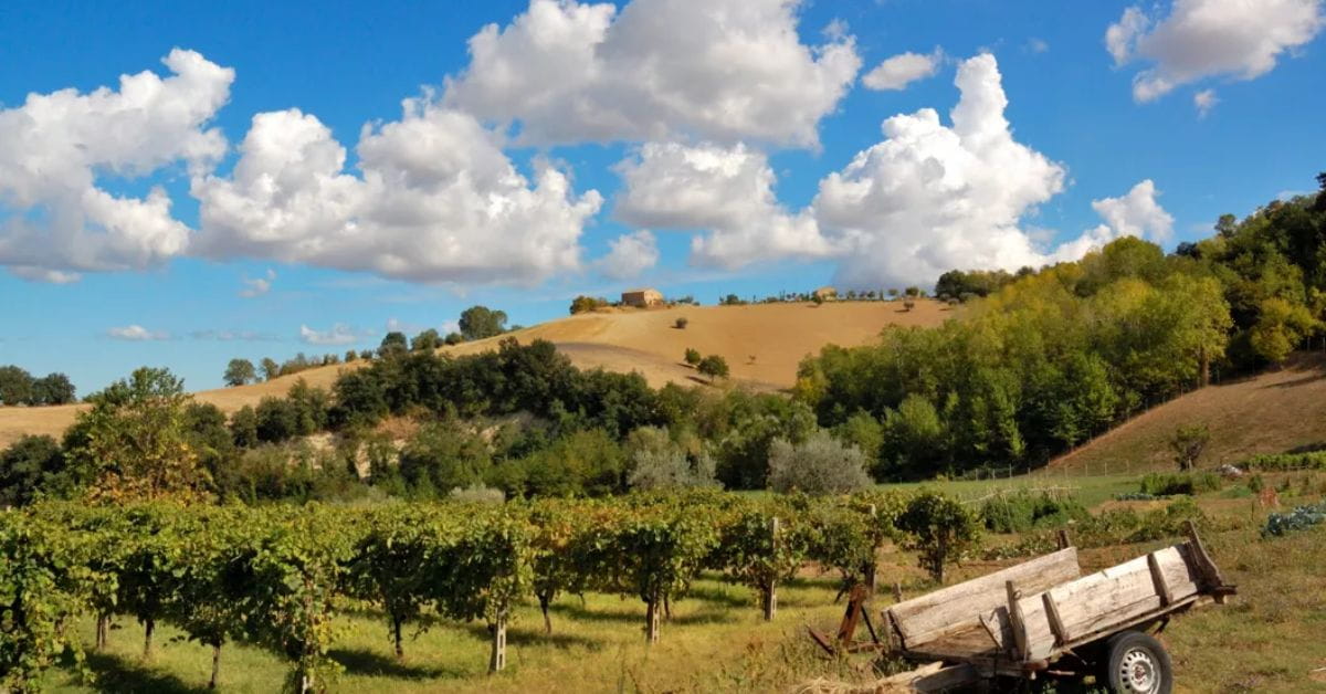 Marche