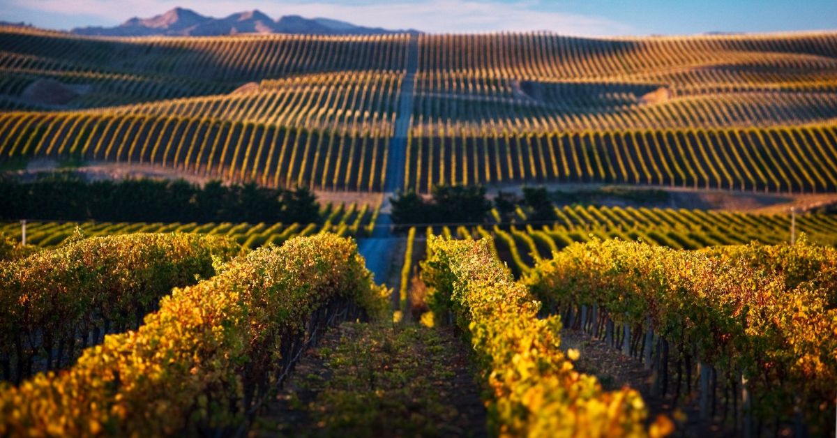 Marlborough Vineyard