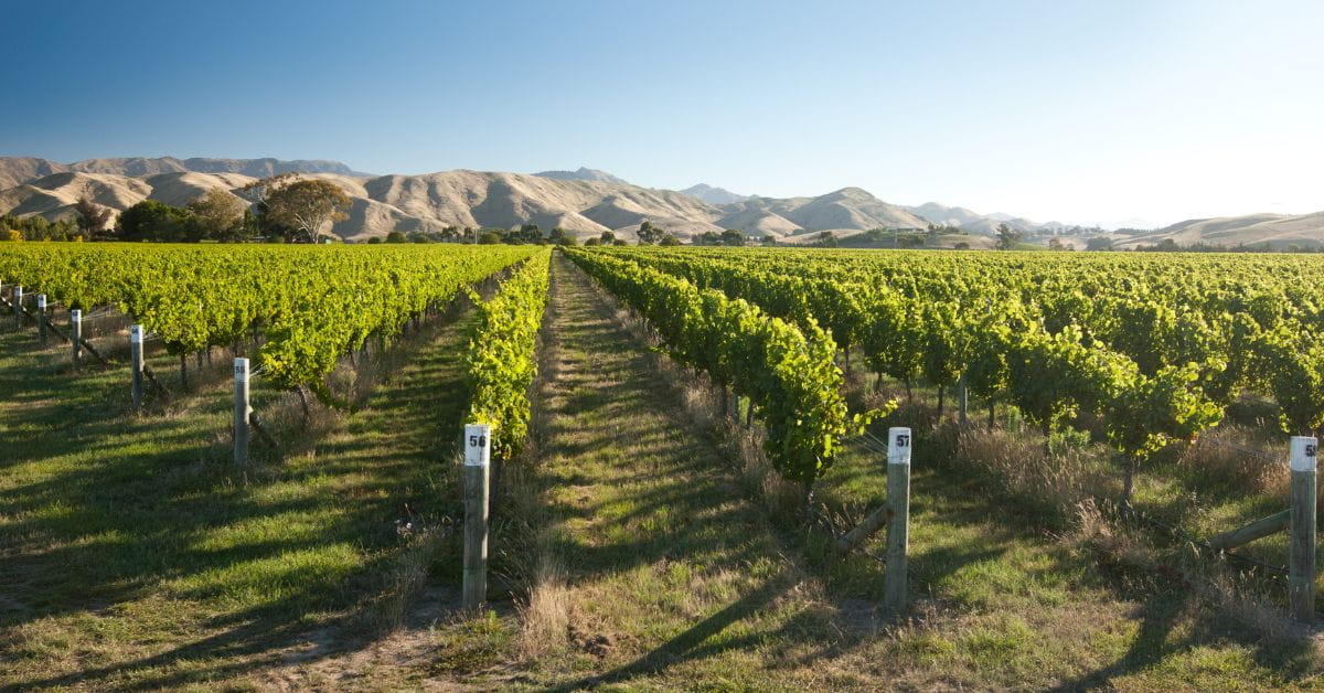 Marlborough Vineyard