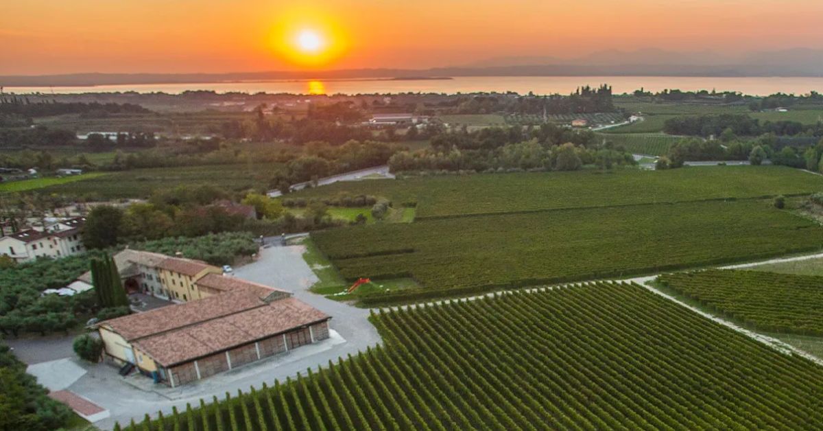 Masi Vineyard