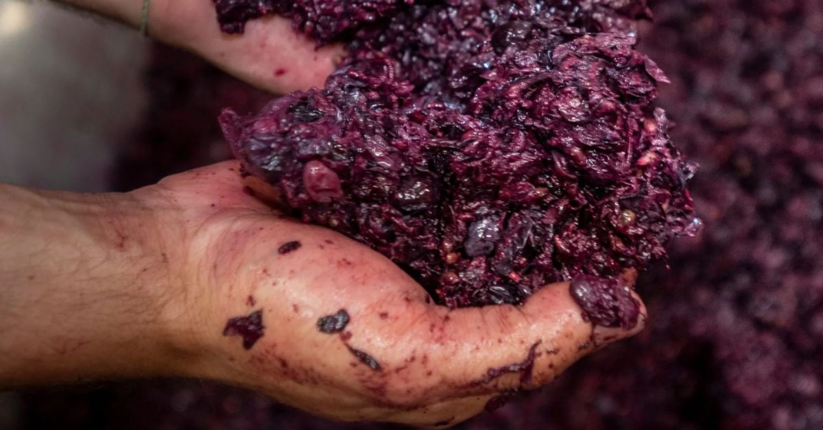 Massolino wine making