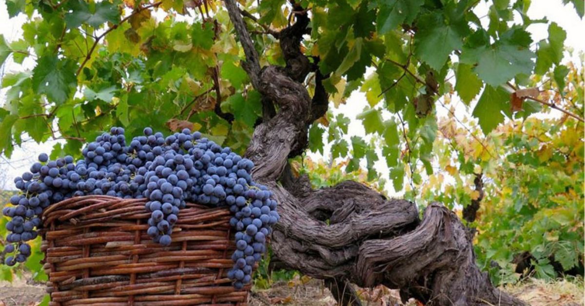 Maule Valley Vines