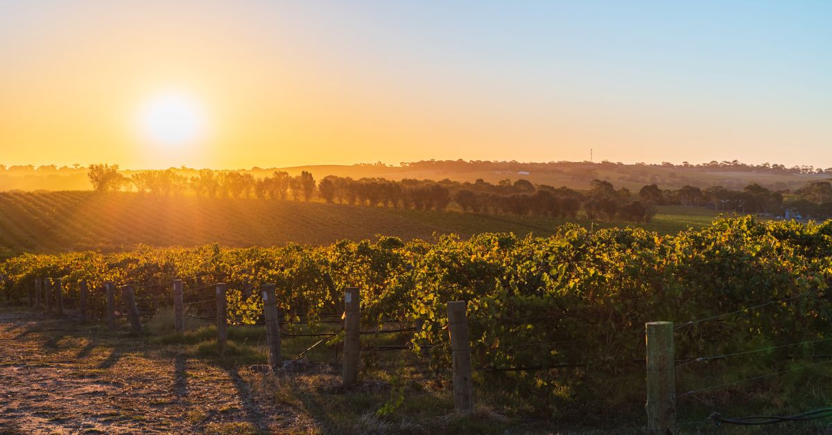 McLaren Vale Vineyard