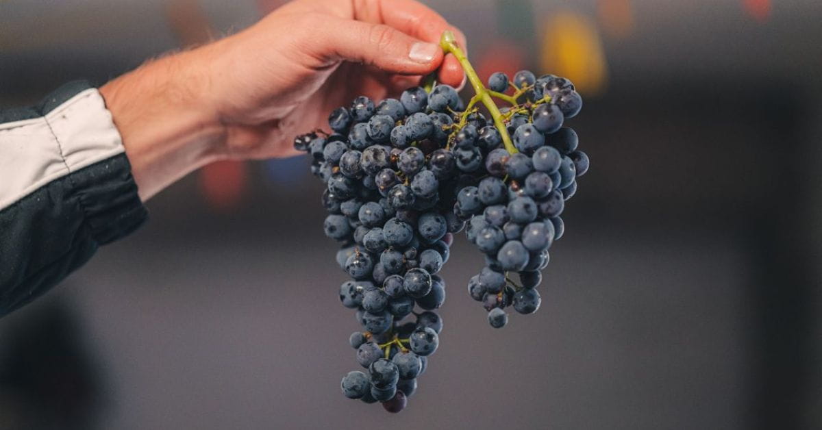 Montepulciano d'Abruzzo