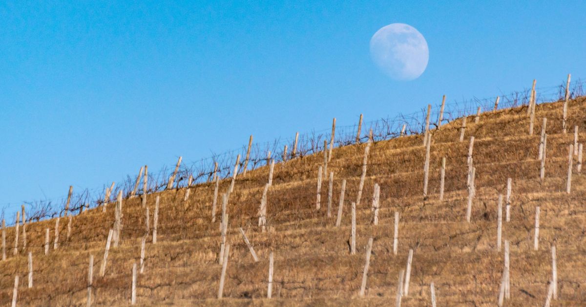 Moon & Vineyard