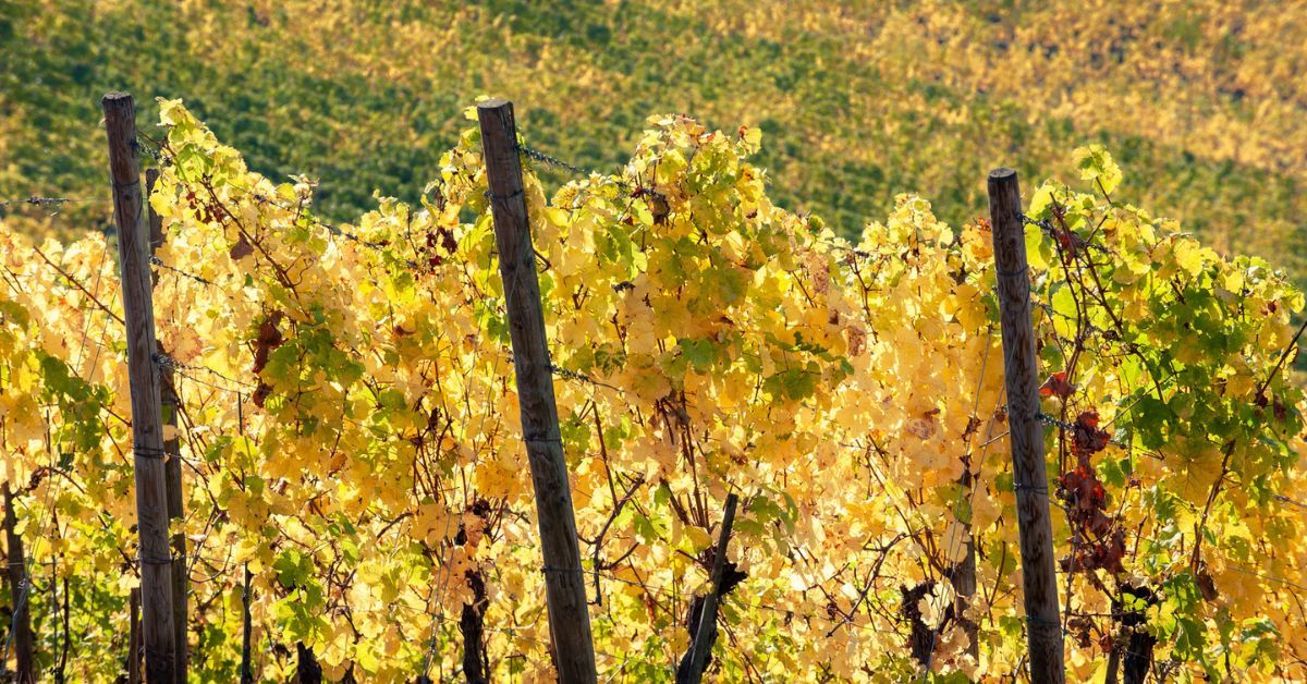 Riesling Grape