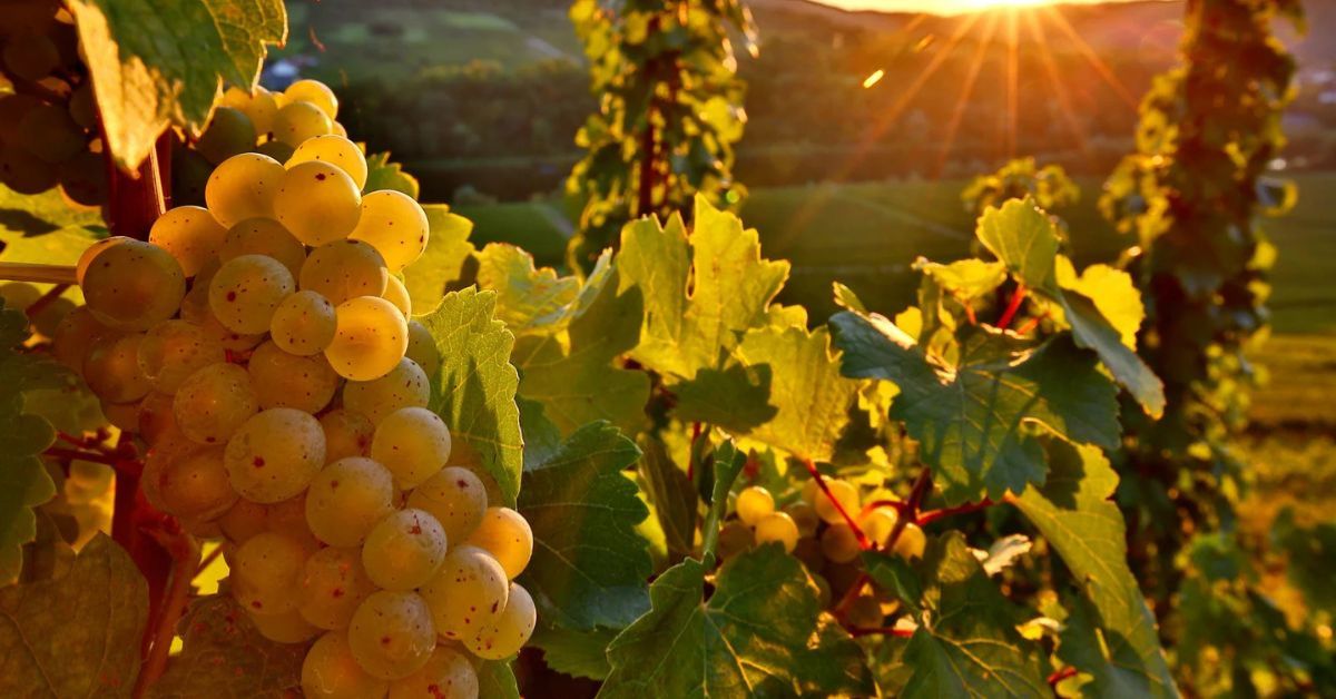 Mosel Riesling