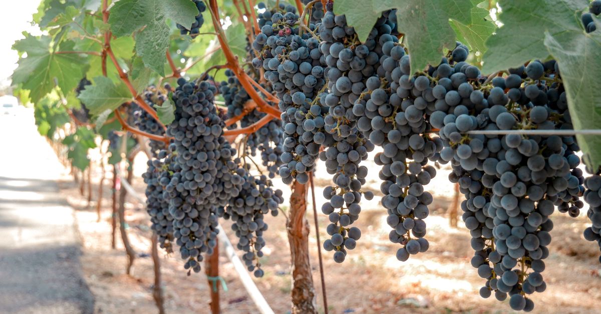 Napa Valley Grape
