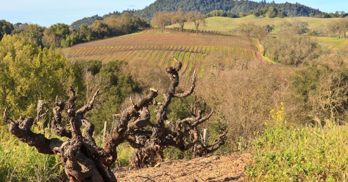 Pajaru Vineyards