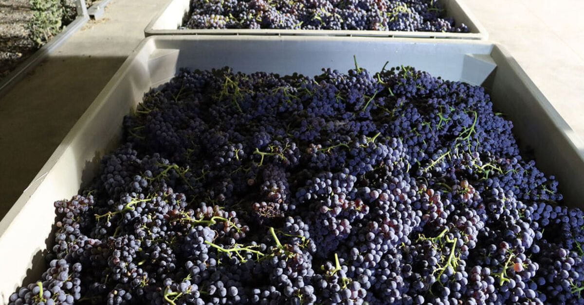 Pala Grape