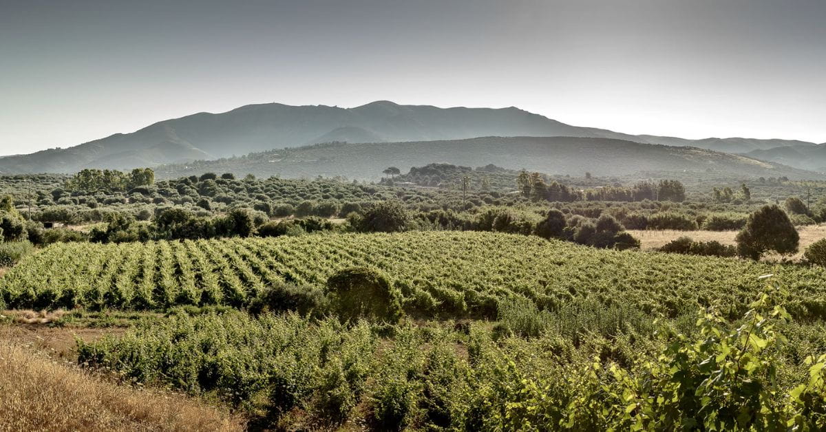 Weingut Robert Weil