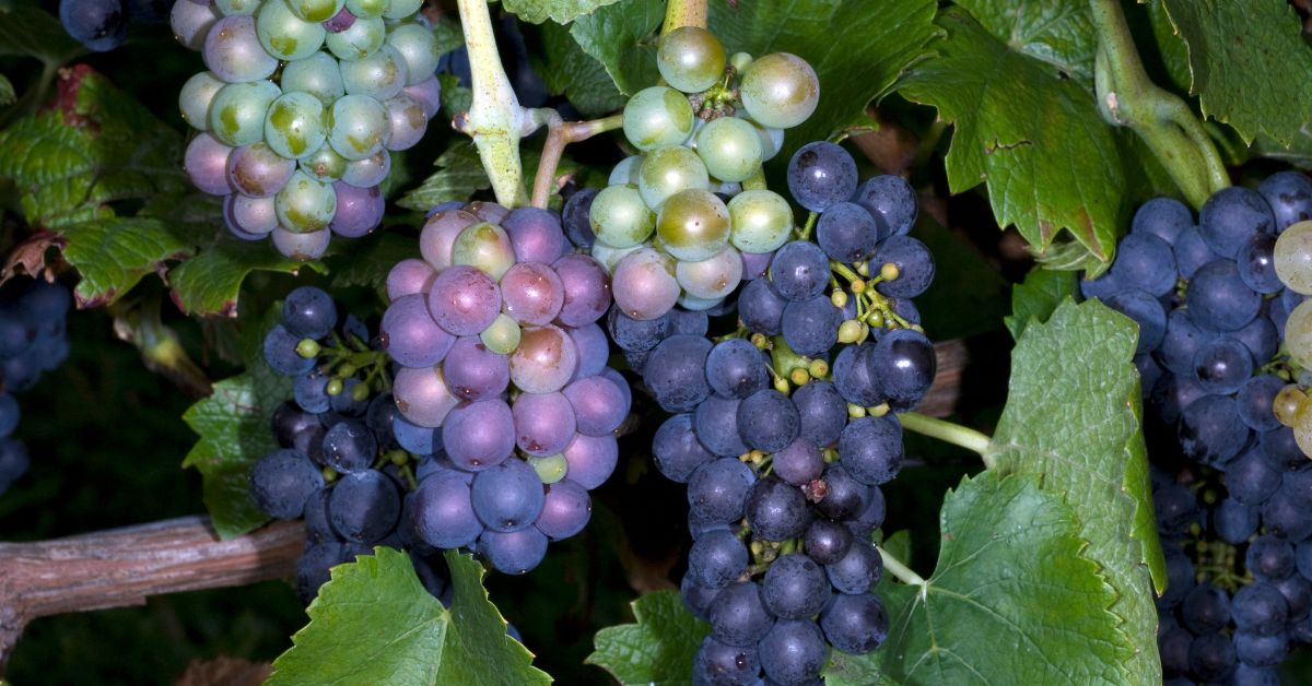 Pinot Grigio