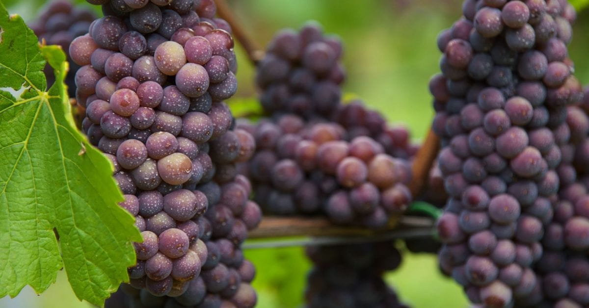 Pinot Grigio