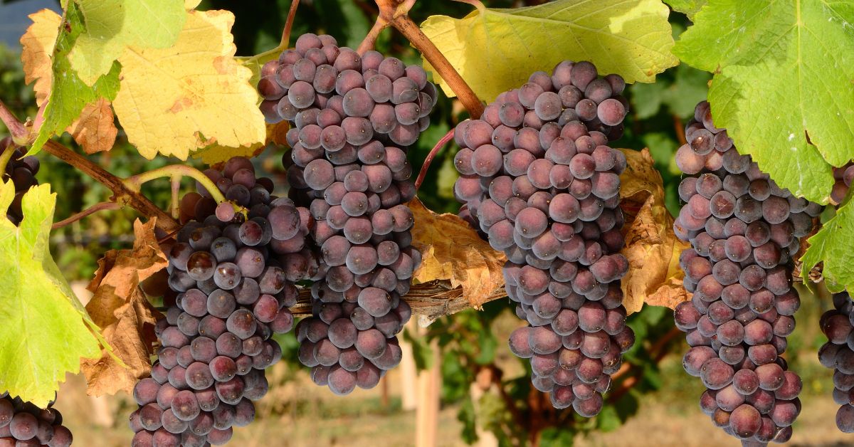 Pinot Noir