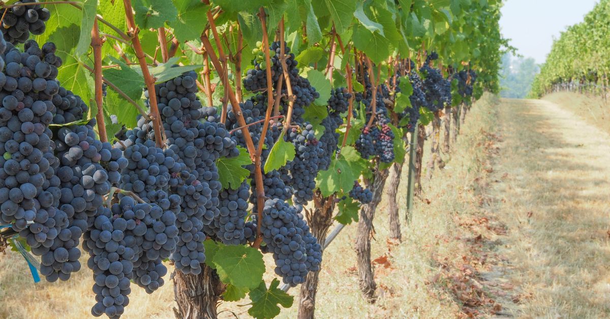 Pinot Noir
