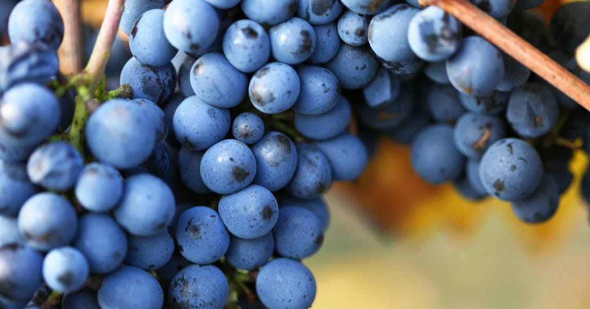 Pinot Noir