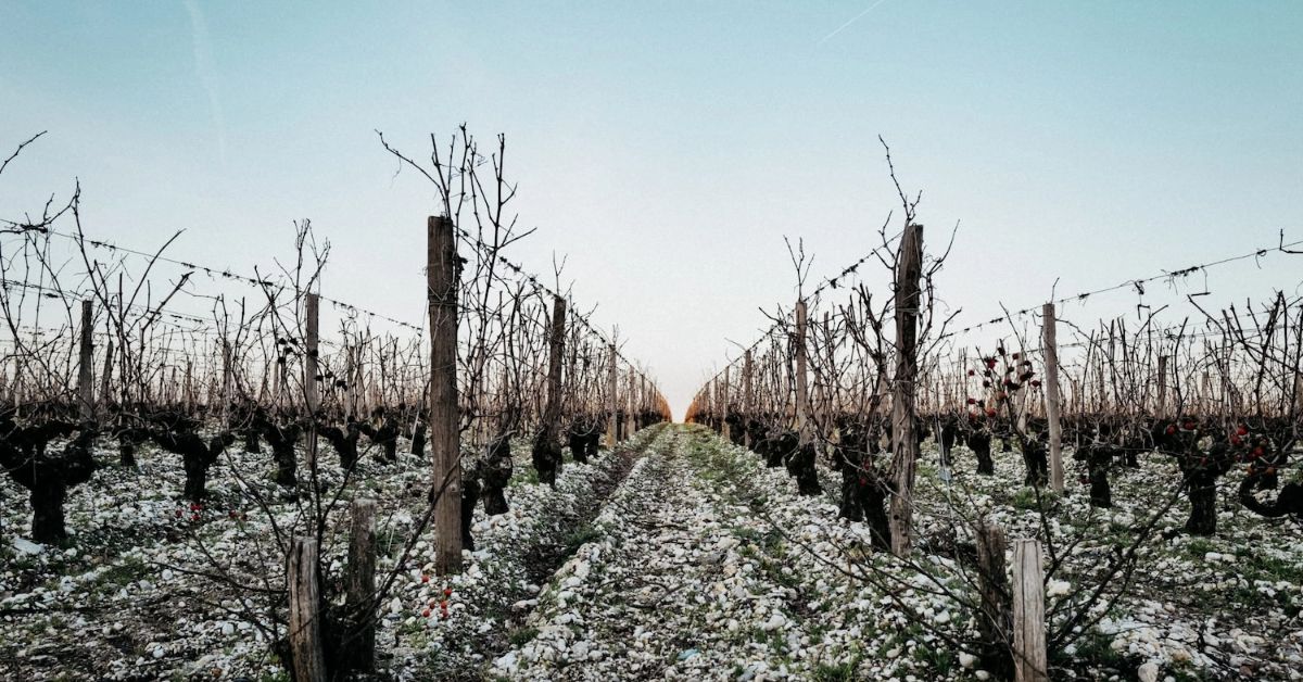 Plateau de Brane