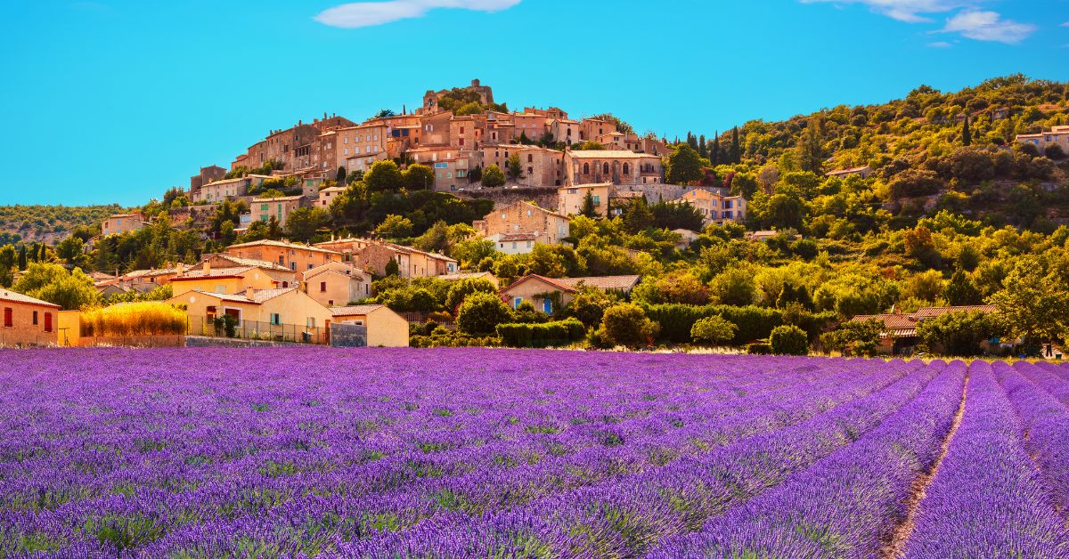 Provence Lavender fields