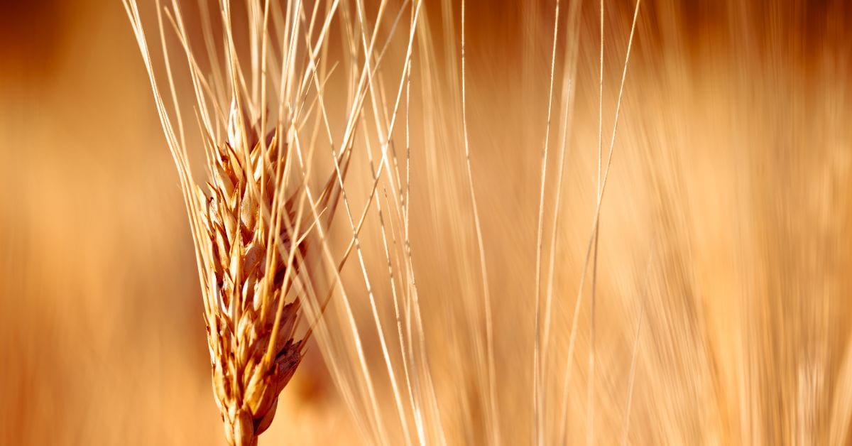 Rye Malt Whiskey