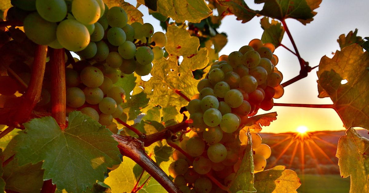 Riesling