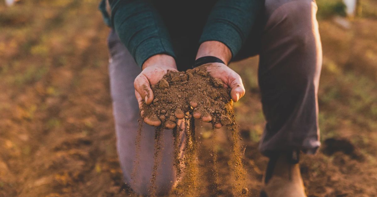 Blog - Caymus - Family Vineyards แห่ง Napa Valley | WINE-NOW