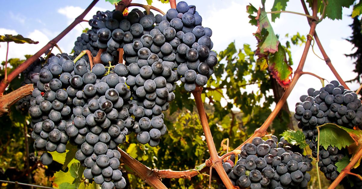 Sangiovese Grape