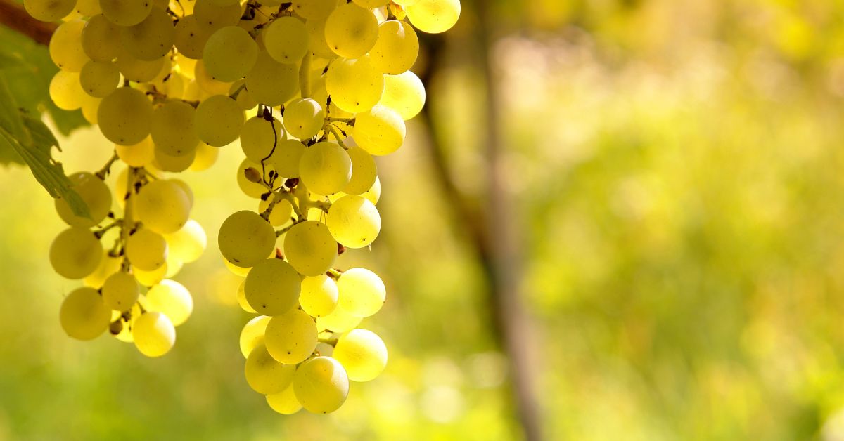 Sauvignon Blanc
