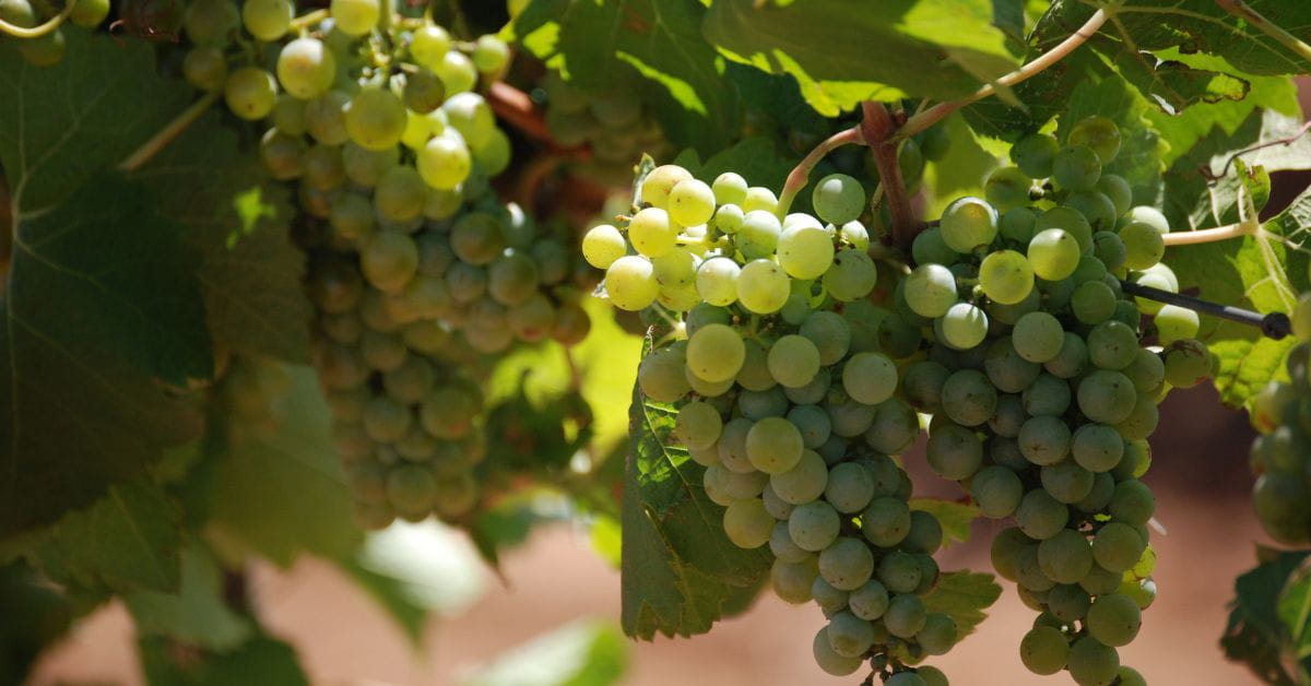 Sauvignon Blanc