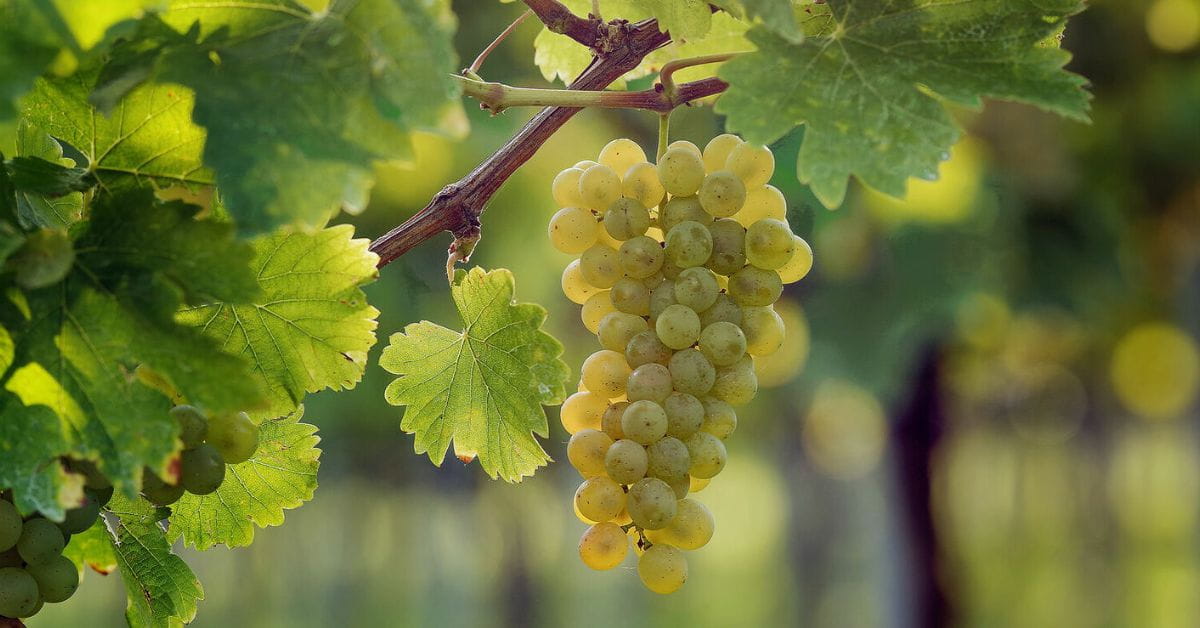 Sauvignon Blanc