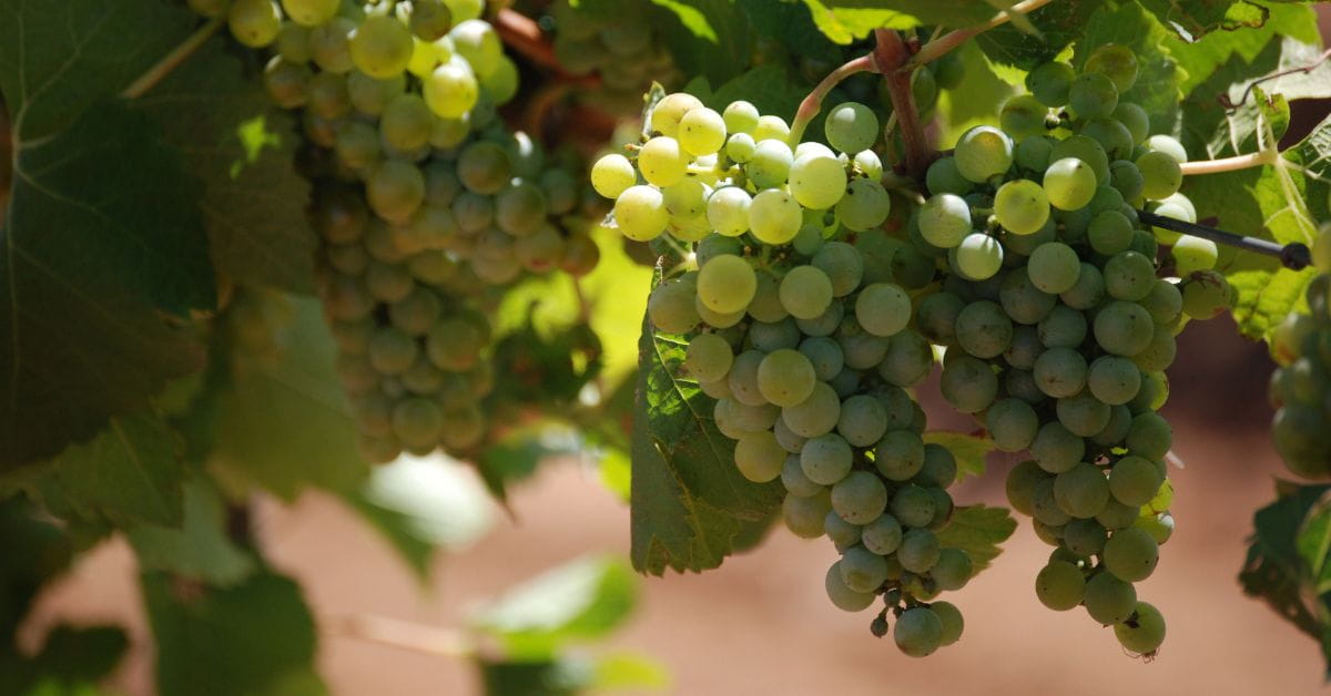 Sauvignon Blanc
