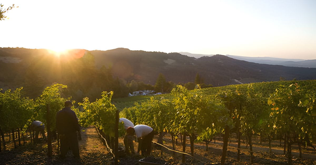 Shafer Vineyards
