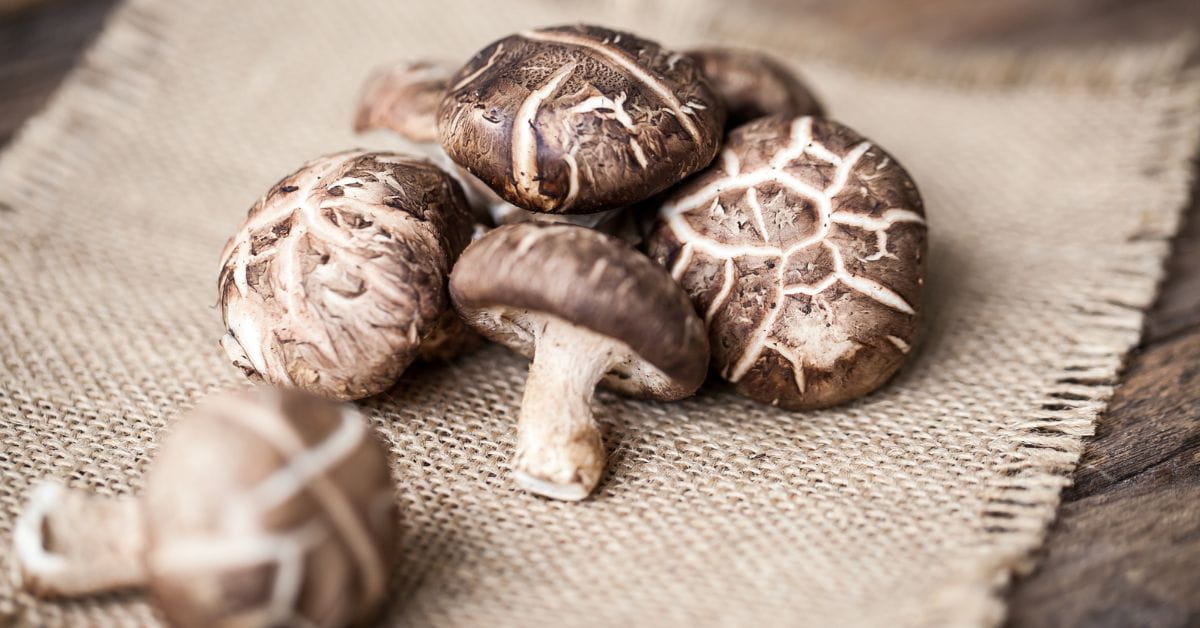 Shiitake