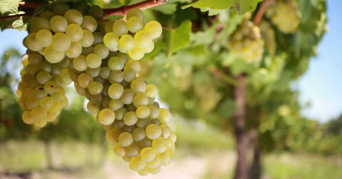Soave Grape