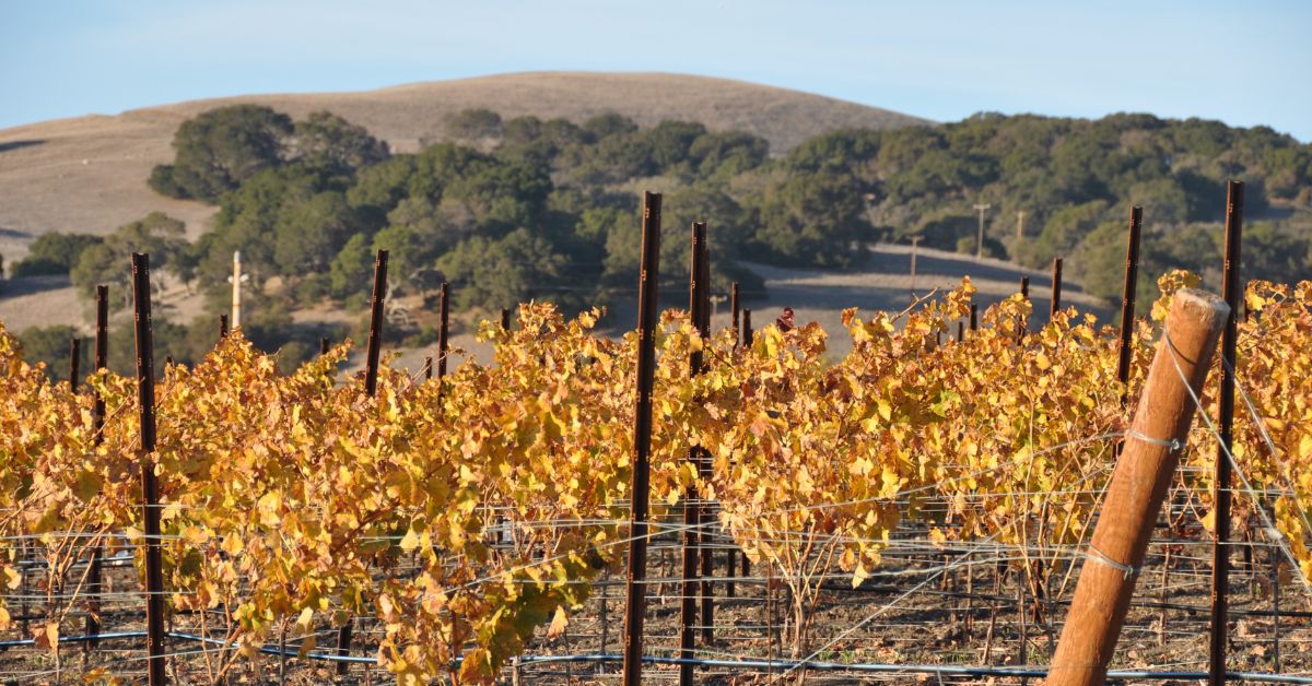 Sonoma County Vineyard