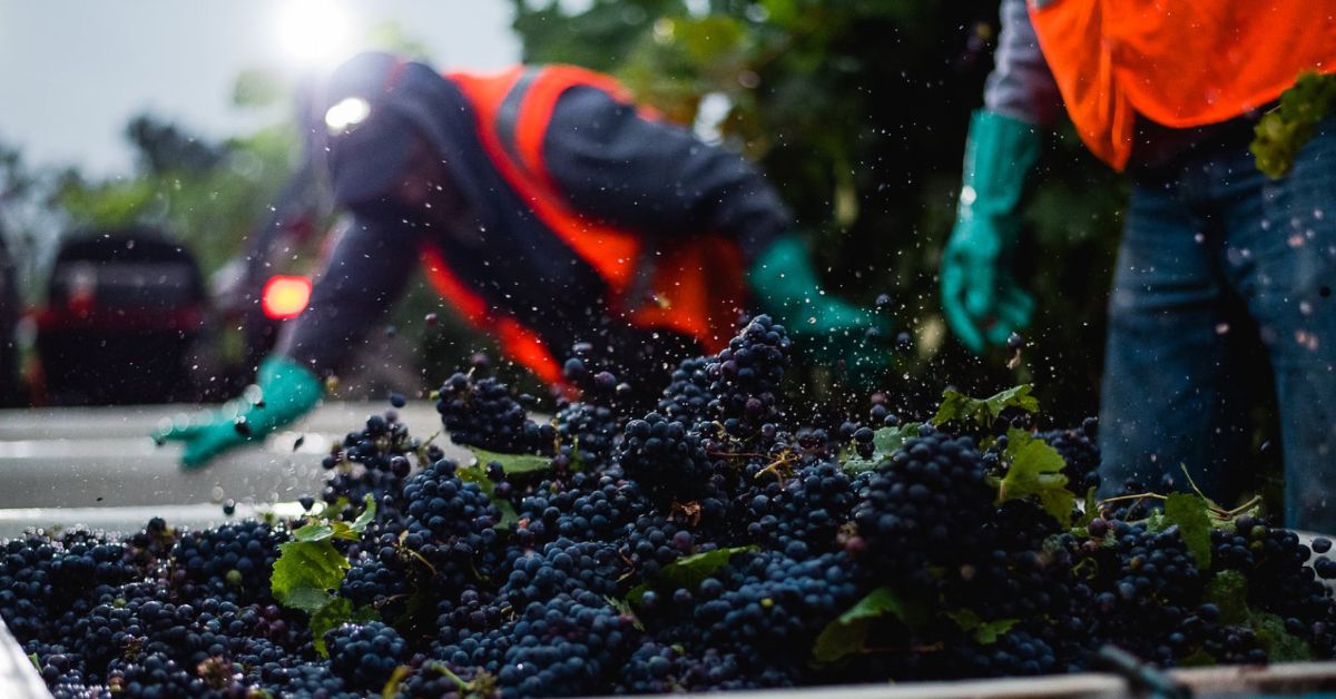 Sonoma County Grape