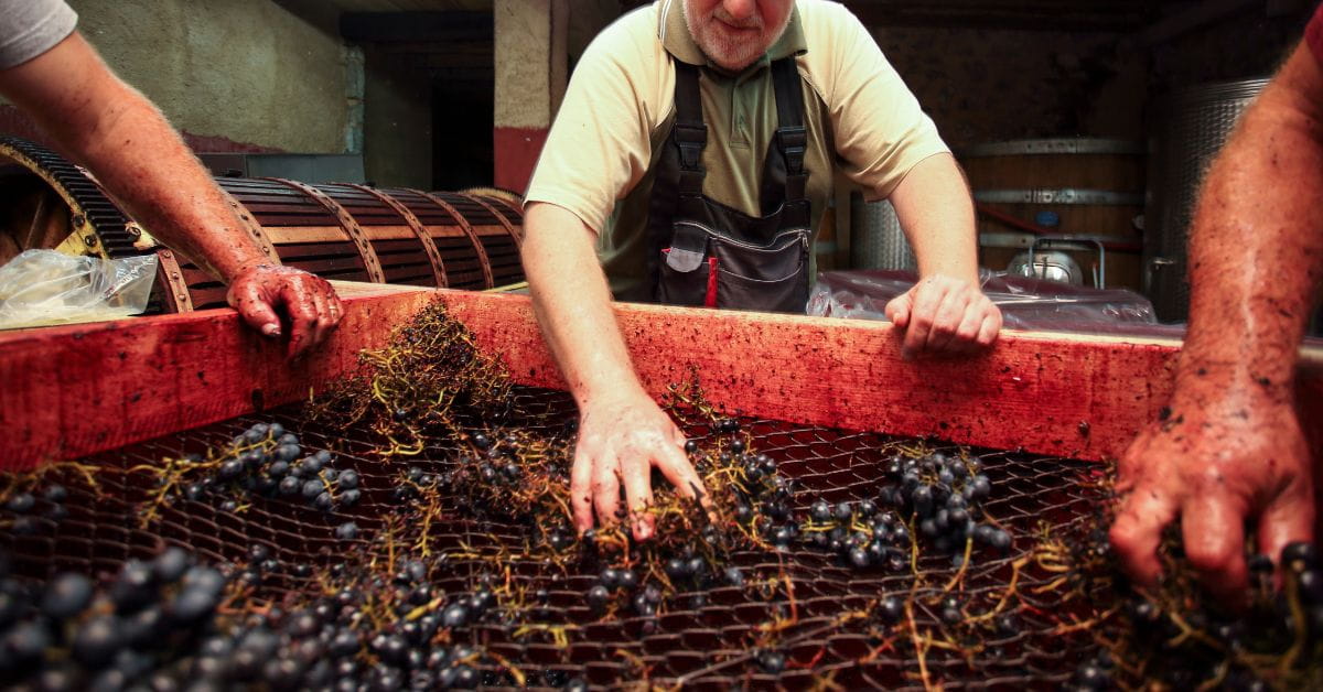 Sorting & Destemming