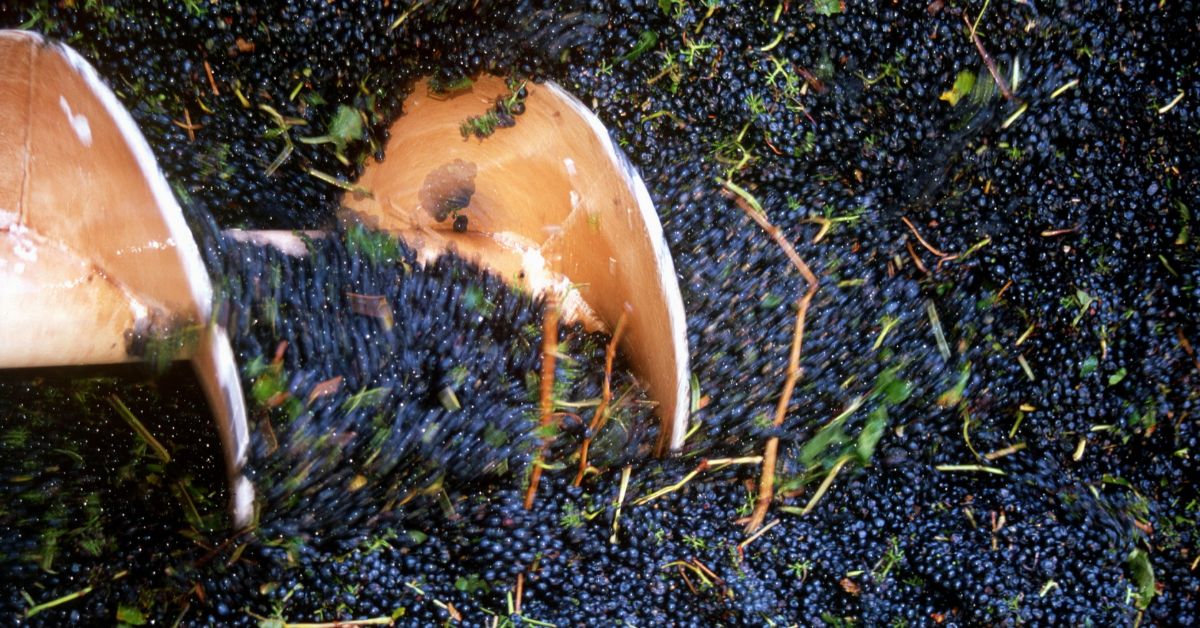 South Australia Grape